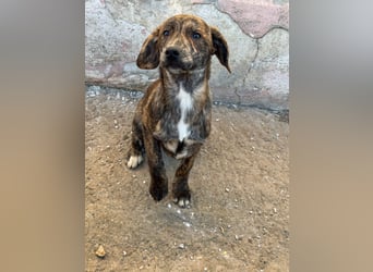 IVAN ( 5 Stromer suchen ein Zuhause)