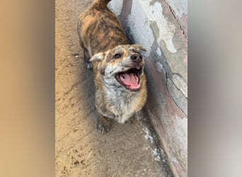 IVY ( 5 Stromer suchen ein Zuhause)