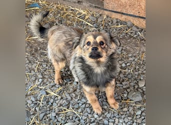 JIMMY & JOEY - 2 Brüder suchen ihre Menschen