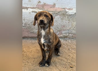 IVAN ( 5 Stromer suchen ein Zuhause)