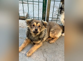 JIMMY & JOEY - 2 Brüder suchen ihre Menschen