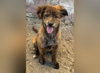 IRINA ( 5 Stromer suchen ein Zuhause)