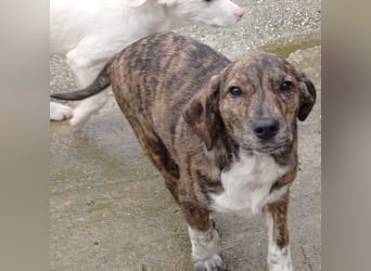 Kosma: sucht ein Zuhause / eine Pflegestelle