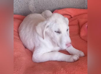 Niva: sucht ein Zuhause / eine Pflegestelle