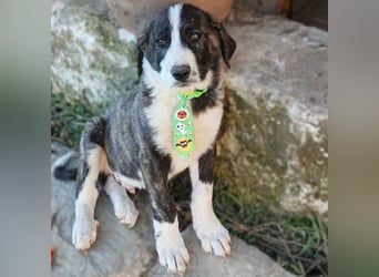 Taro: sucht ein Zuhause / eine Pflegestelle