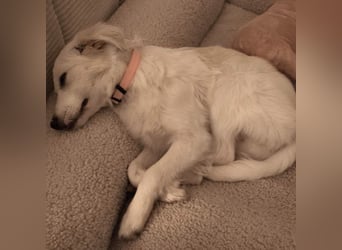 Erina: sucht ein Zuhause- vorgemerkt