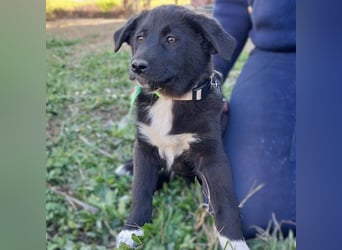 Nyros: sucht ein Zuhause / eine Pflegestelle