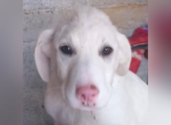 Niva: sucht ein Zuhause / eine Pflegestelle