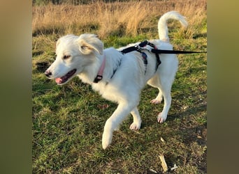 Erina: sucht ein Zuhause- vorgemerkt