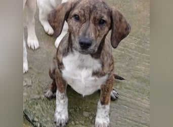 Kosma: sucht ein Zuhause / eine Pflegestelle