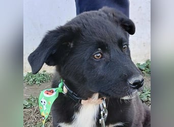 Nyros: sucht ein Zuhause / eine Pflegestelle