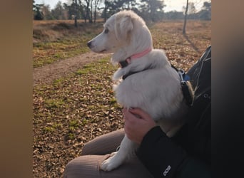 Erina: sucht ein Zuhause- vorgemerkt