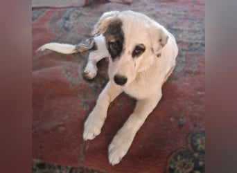 Angelo sucht ein Zuhause / eine Pflegestelle