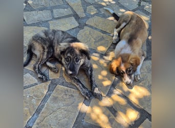 Rhonda sucht ein Zuhause / eine Pflegestelle