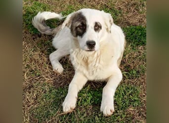 Angelo sucht ein Zuhause / eine Pflegestelle