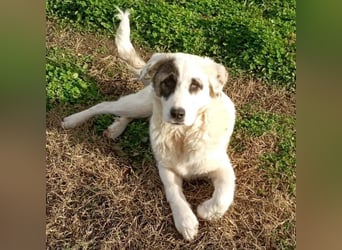 Angelo sucht ein Zuhause / eine Pflegestelle