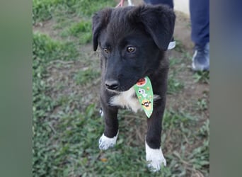 Nyros: sucht ein Zuhause / eine Pflegestelle