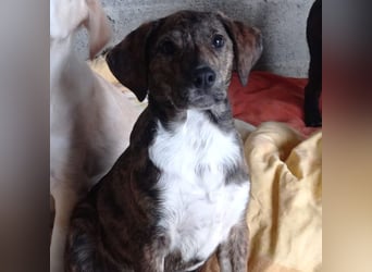 Kosma: sucht ein Zuhause / eine Pflegestelle