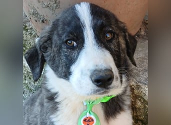 Taro: sucht ein Zuhause / eine Pflegestelle