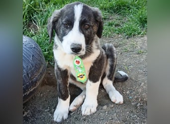 Taro: sucht ein Zuhause / eine Pflegestelle