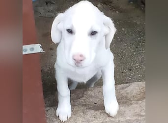 Niva: sucht ein Zuhause / eine Pflegestelle