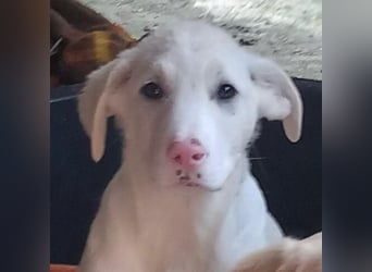 Niva: sucht ein Zuhause / eine Pflegestelle