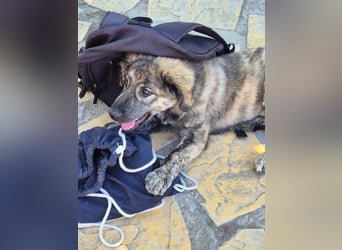 Rhonda sucht ein Zuhause / eine Pflegestelle