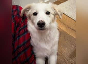 Erina: sucht ein Zuhause- vorgemerkt