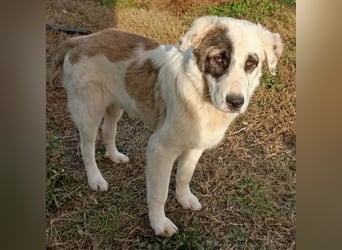 Angelo sucht ein Zuhause / eine Pflegestelle