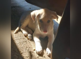 Niva: sucht ein Zuhause / eine Pflegestelle