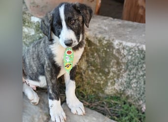 Taro: sucht ein Zuhause / eine Pflegestelle