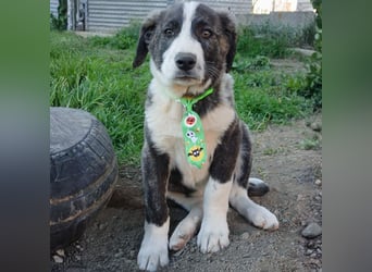 Taro: sucht ein Zuhause / eine Pflegestelle