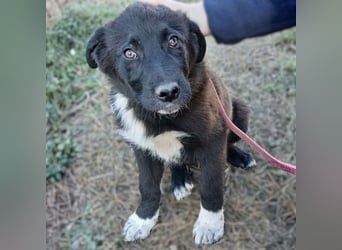 Nyros: sucht ein Zuhause / eine Pflegestelle