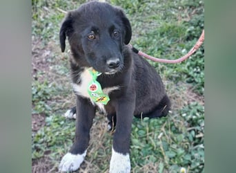 Nyros: sucht ein Zuhause / eine Pflegestelle