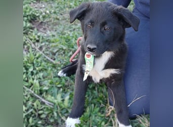 Nyros: sucht ein Zuhause / eine Pflegestelle