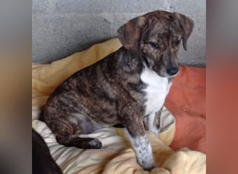 Kosma: sucht ein Zuhause / eine Pflegestelle