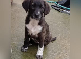 Kosma: sucht ein Zuhause / eine Pflegestelle