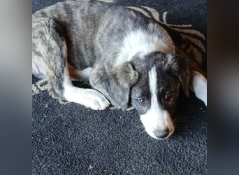 Taro: sucht ein Zuhause / eine Pflegestelle