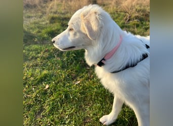 Erina: sucht ein Zuhause- vorgemerkt