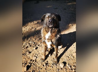 Wächter "Dar" - wartet seit 5 Jahren, erfolglos auf seine Menschen