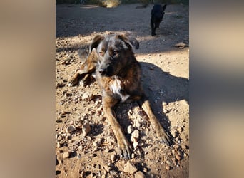 Wächter "Dar" - wartet seit 5 Jahren, erfolglos auf seine Menschen