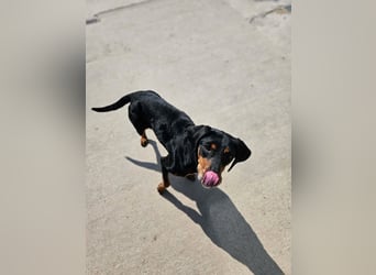 Calypso - lebensfrohe Kämpferin sucht ihr Zuhause!