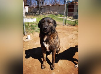 Wächter "Dar" - wartet seit 5 Jahren, erfolglos auf seine Menschen