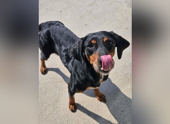 Calypso - lebensfrohe Kämpferin sucht ihr Zuhause!
