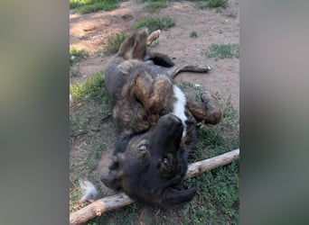 Wächter "Dar" - wartet seit 5 Jahren, erfolglos auf seine Menschen