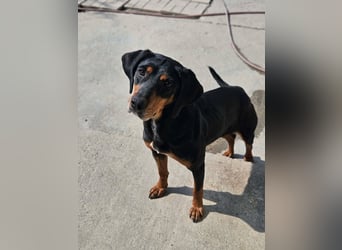 Calypso - lebensfrohe Kämpferin sucht ihr Zuhause!