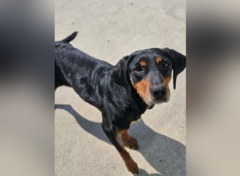 Calypso - lebensfrohe Kämpferin sucht ihr Zuhause!