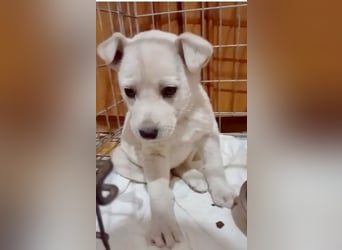 MARILU - wie ein Eisbärbaby...