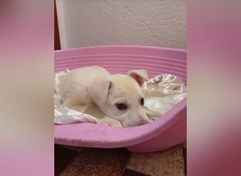 MARILU - kleines Eisbärbaby auf vier Pfoten