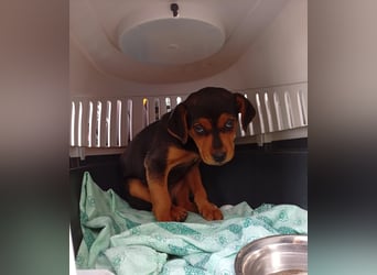 GIADA - süße kleine Hundedame